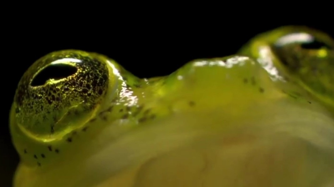 Loai ech co da trong suot nhin ro noi tang-Hinh-2