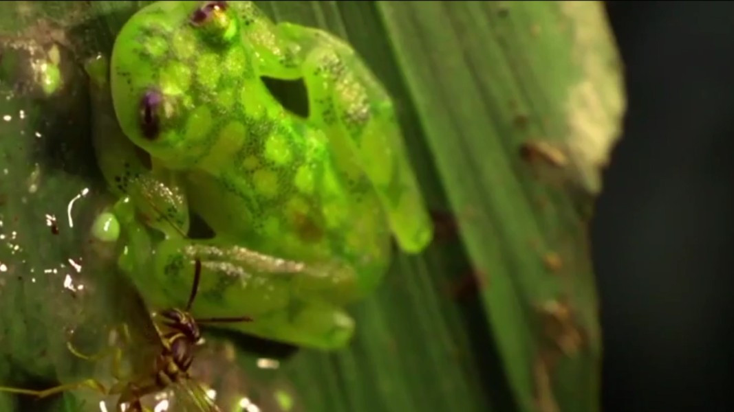 Loai ech co da trong suot nhin ro noi tang-Hinh-4