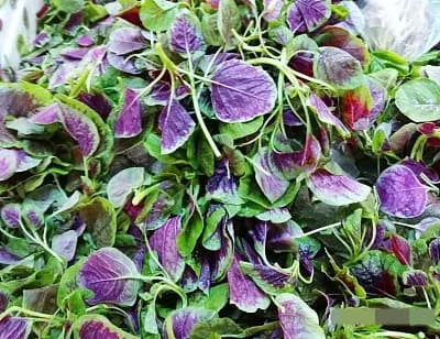 Ai không uống được sữa có thể thay bằng “7 loại rau” này - Hình 6 Ai khong uong duoc sua co the thay bang “7 loai rau” nay-Hinh-6