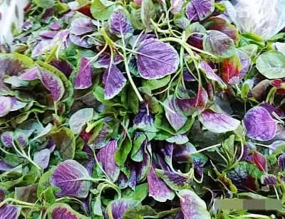 Ai khong uong duoc sua co the thay bang “7 loai rau” nay-Hinh-6