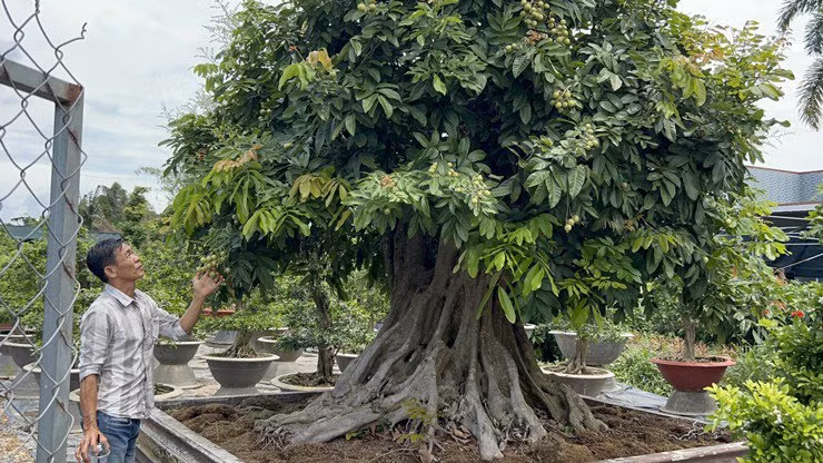 Doc dao cay nhan bonsai kieu la, gia ban len den gan 200 trieu dong-Hinh-3