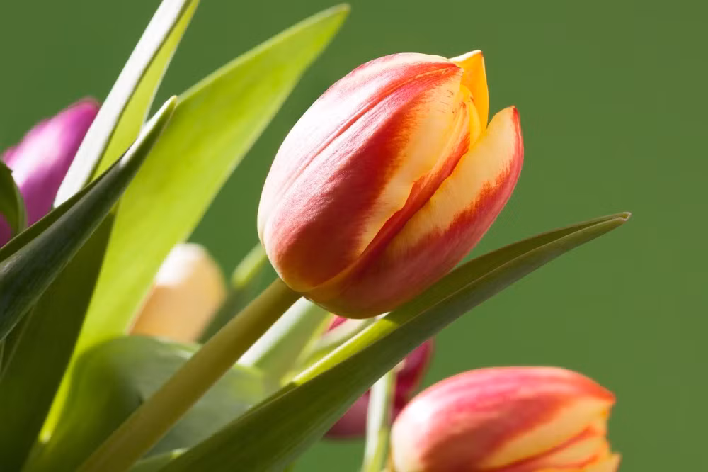 Sinh Am lich nay, hien lanh, mau muc, ve sau huong phuc lon-Hinh-3