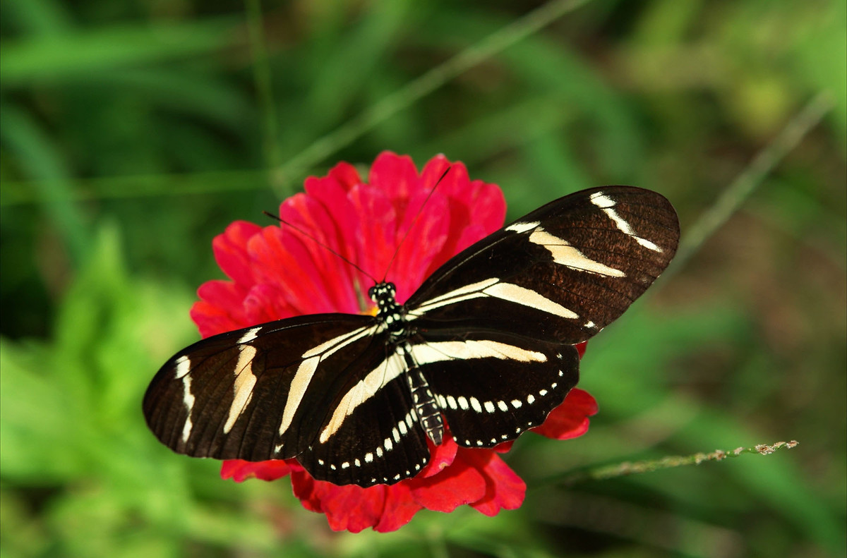 4 con giap duoc ban phuoc khi ve gia, cuoc song sung tuc-Hinh-4