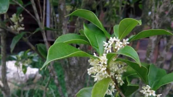 Cay 'de' ra tien that, hop 5 menh, trong mot cay truoc nha