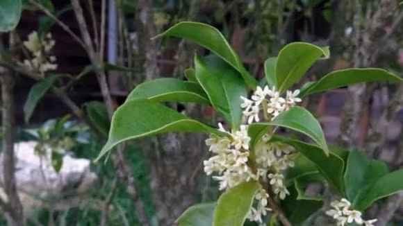 Cay 'de' ra tien that, hop 5 menh, trong mot cay truoc nha