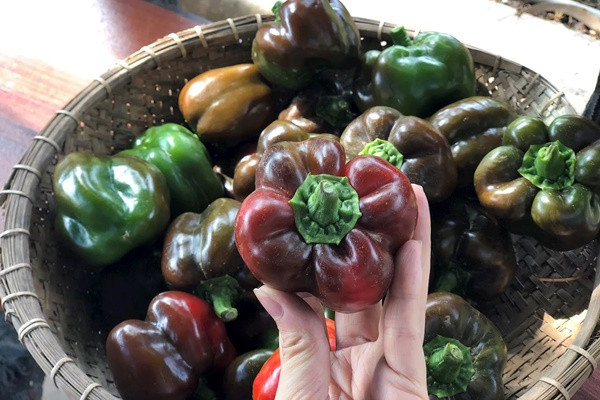 1 loai qua “ngot” chua luong vitamin C khung gap 20 lan tao