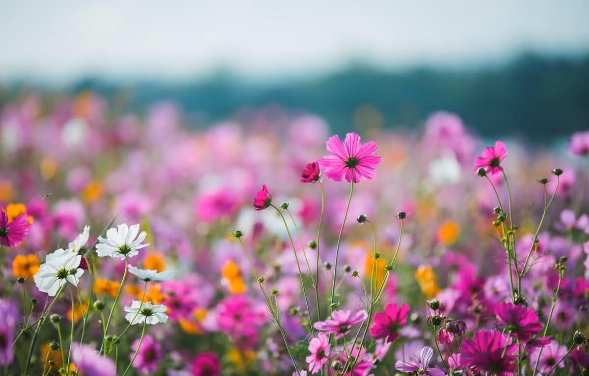 Những người sinh vào ngày 13 hoặc 18 Âm lịch được sinh ra với phước lành, có sự nghiệp thành công và hậu vận vượng phúc. Họ đầy tham vọng, dự đoán mọi việc đều chính xác. Trong cuộc đời, họ may mắn gặp nhiều người tốt, ít người xấu. Trong cuộc sống, họ hiểu rõ về bản thân, biết điều hòa, giữ gìn bản thân, có thể chống lại bệnh tật, tà ác để có được cuộc sống lành mạnh, hạnh phúc.