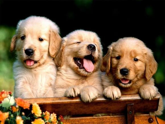 Nằm mơ thấy điều này chứng tỏ bạn sắp gặp vận may về tiền bạc - Hình 6 Nam mo thay dieu nay chung to ban sap gap van may ve tien bac-Hinh-6