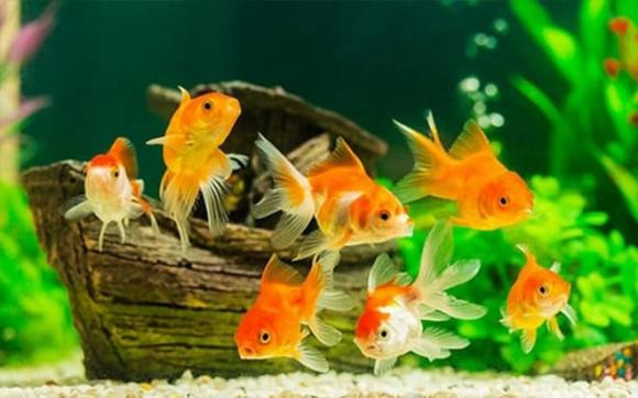 Nằm mơ thấy điều này chứng tỏ bạn sắp gặp vận may về tiền bạc - Hình 3 Nam mo thay dieu nay chung to ban sap gap van may ve tien bac-Hinh-3