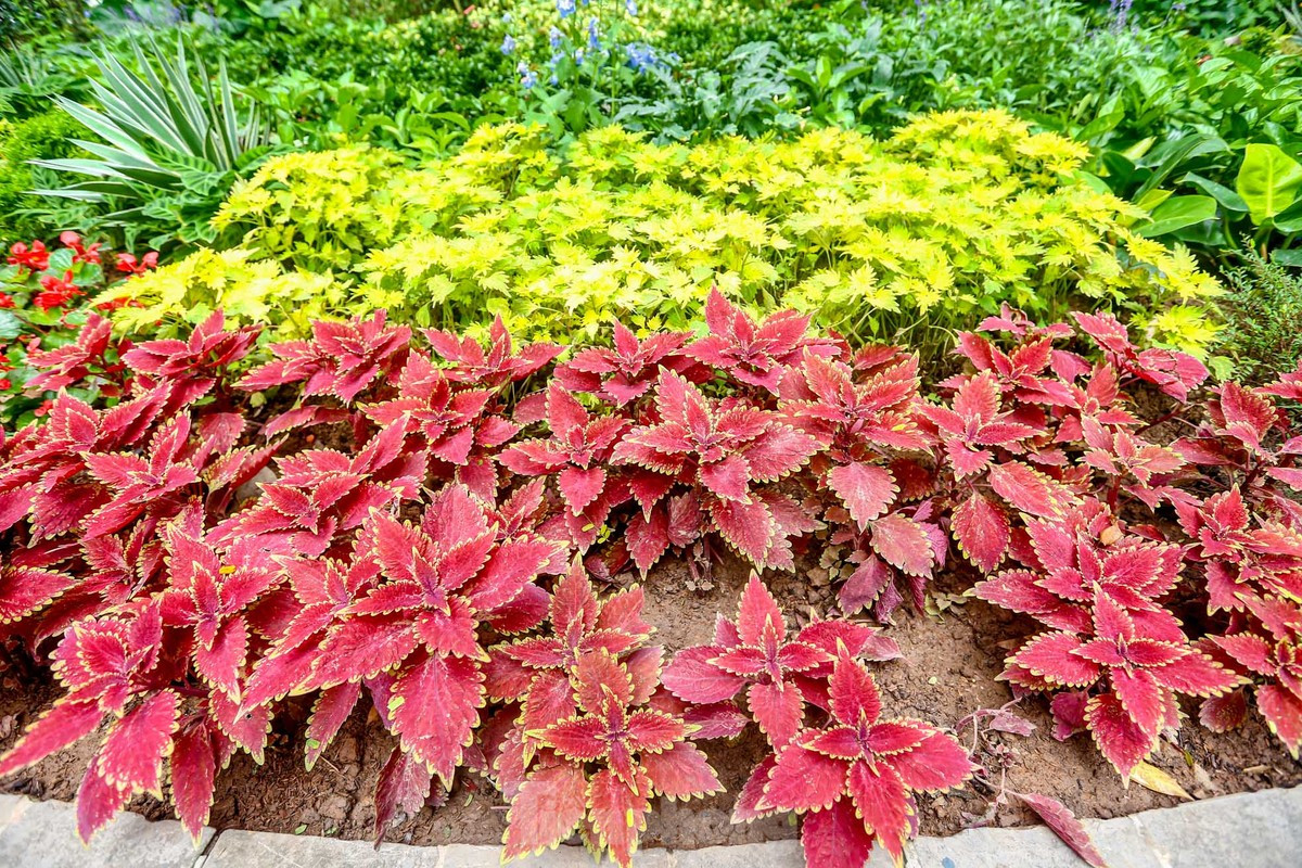 br/> Thay mảng cây rời rạc, phân tán thành mảng hoa rực rỡ, đa dạng về các loài hoa.