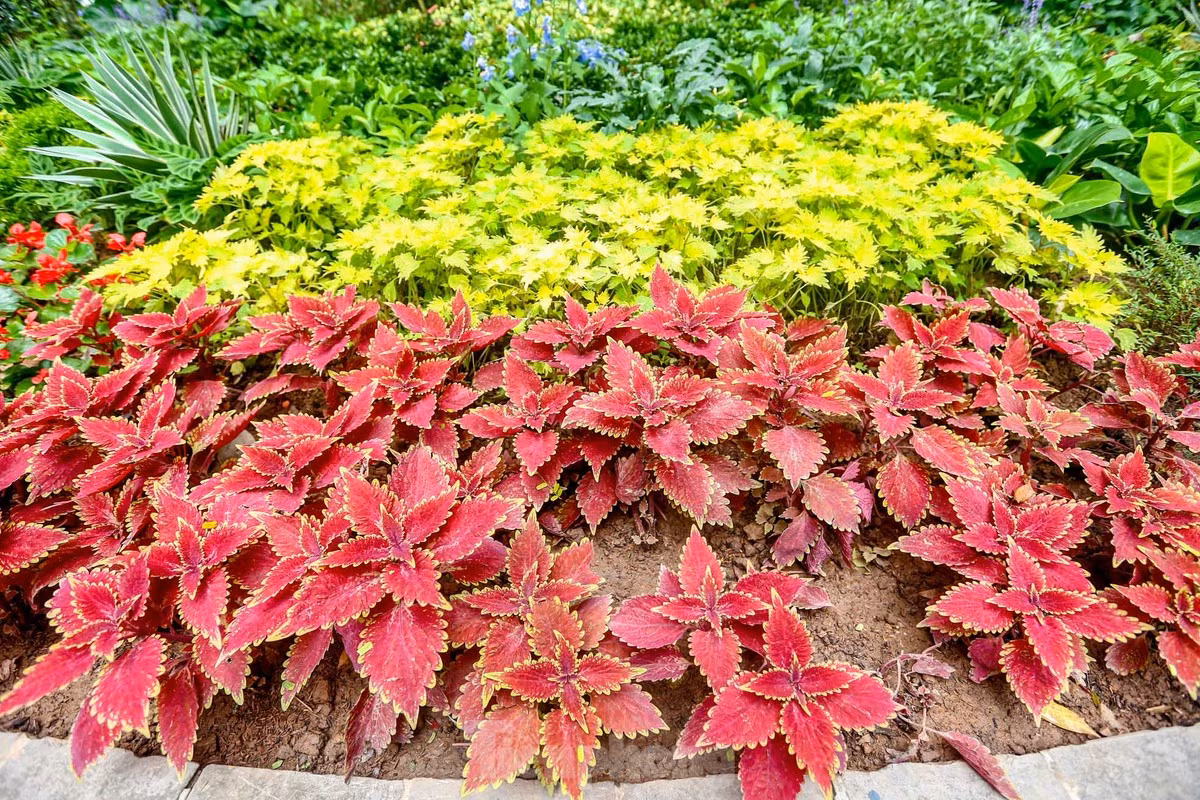 br/> Thay mảng cây rời rạc, phân tán thành mảng hoa rực rỡ, đa dạng về các loài hoa.