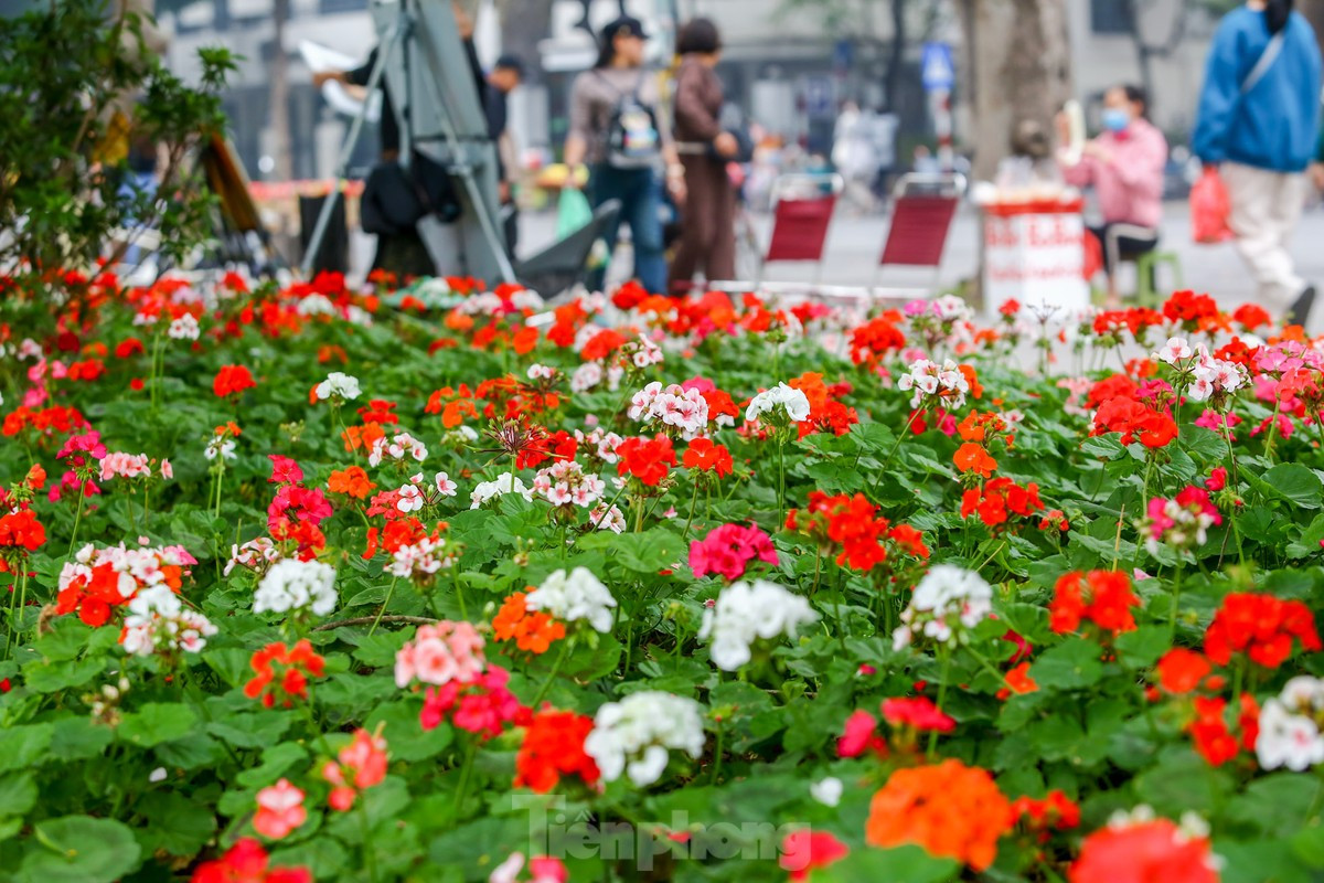 br/> Một thảm hoa rực rỡ sắc màu bên hồ Hoàn Kiếm.