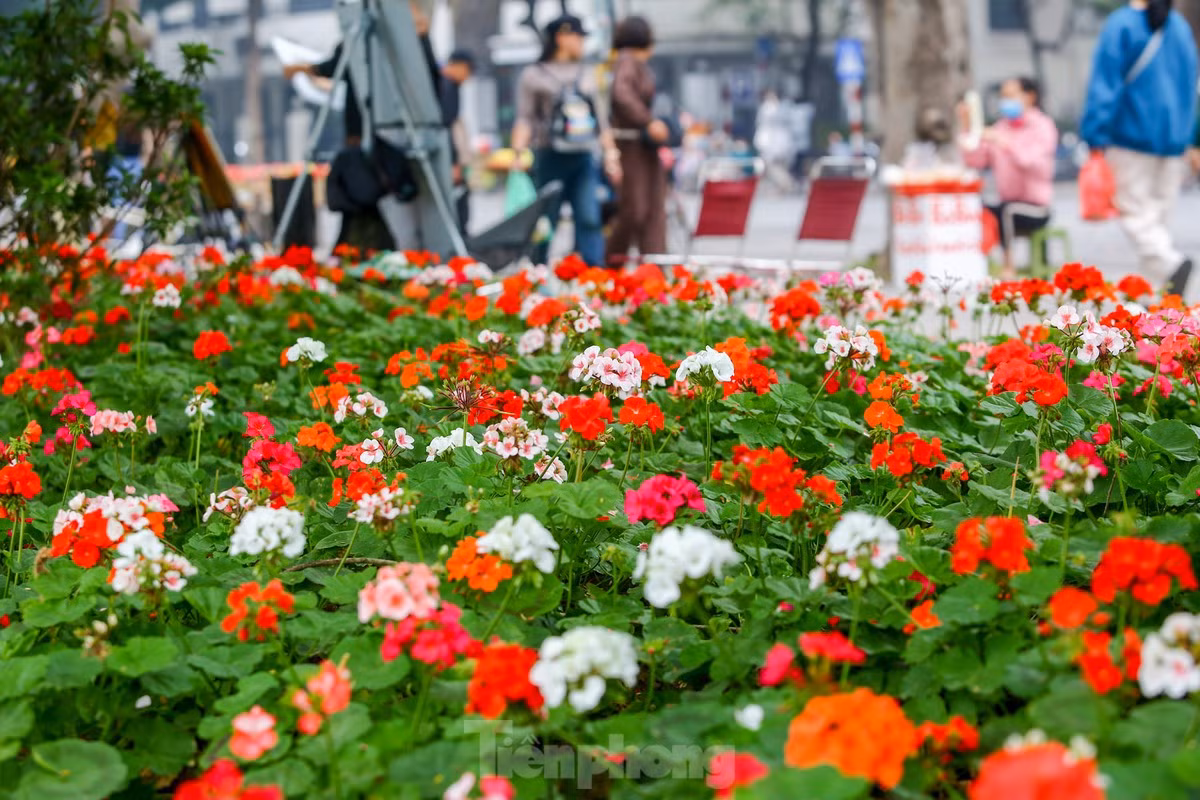 br/> Một thảm hoa rực rỡ sắc màu bên hồ Hoàn Kiếm.