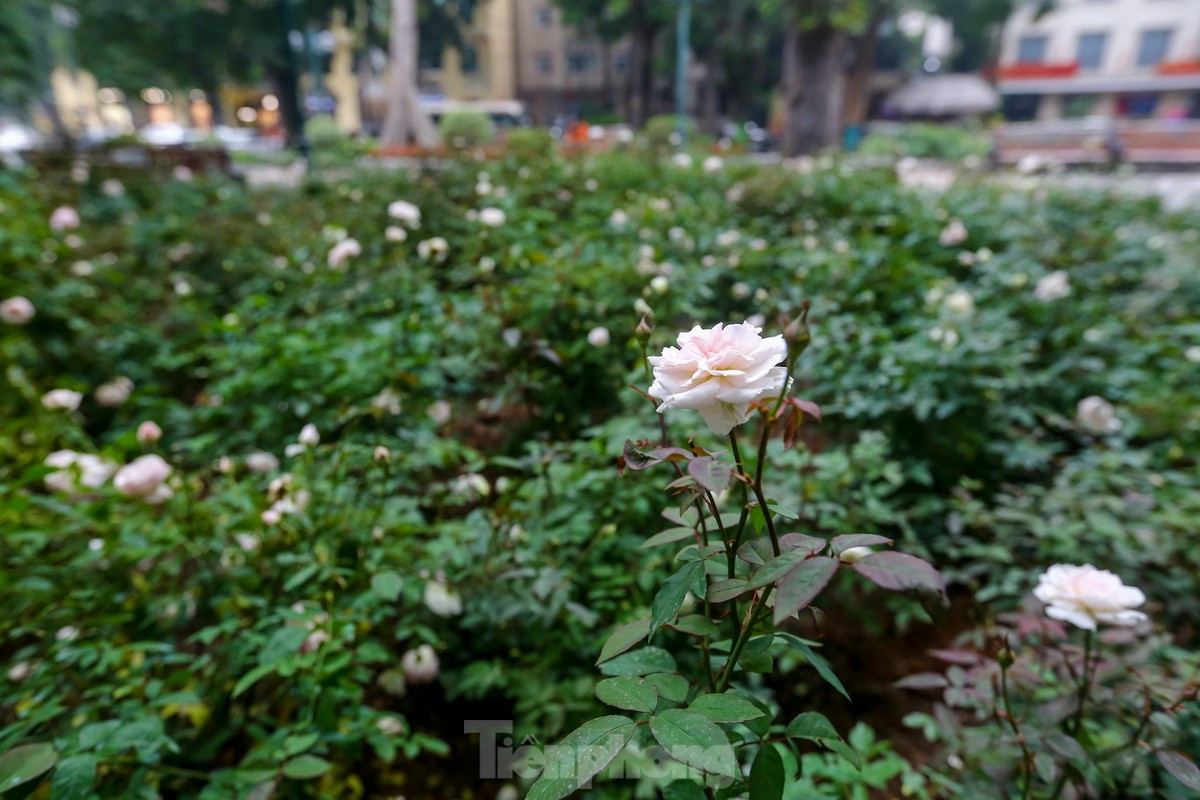 br/> Một vườn Hồng nhẹ nhàng điểm xuyết bên trong vườn hoa Cổ Tân mới được chỉnh trang lại.