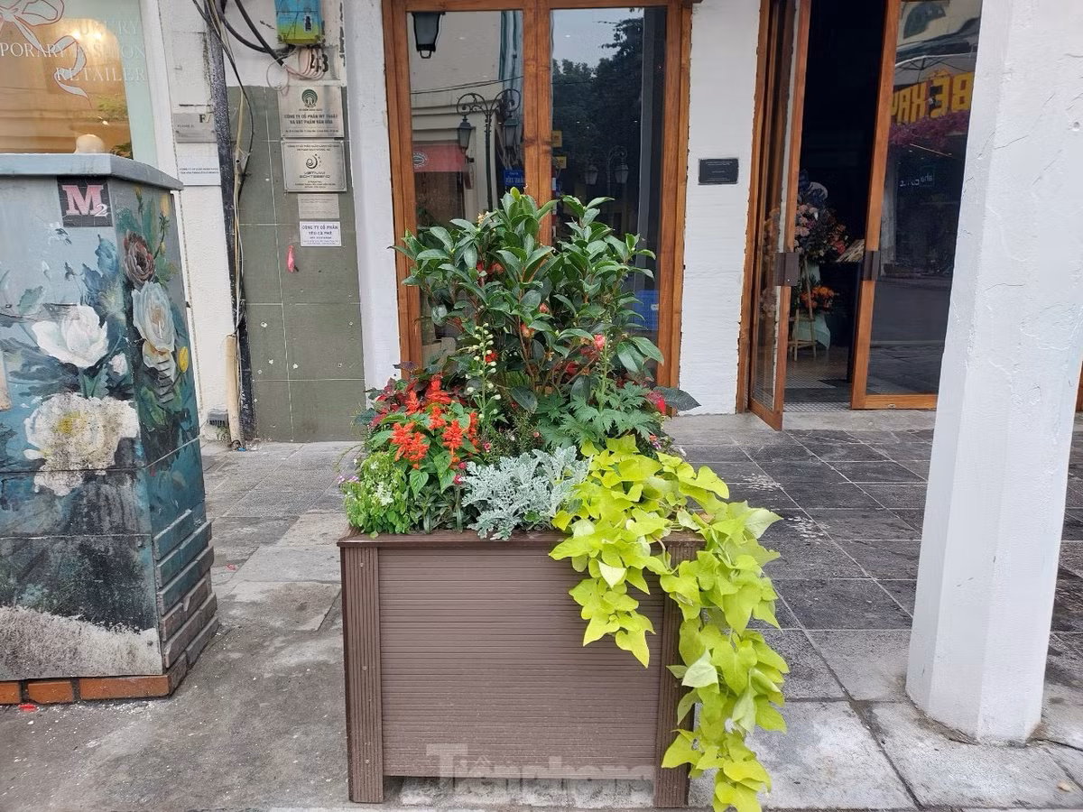 Những bồn hoa trên vỉa hè phố Tràng Tiền, phố Nguyễn Xí được thay mới với sắc màu rực rỡ.