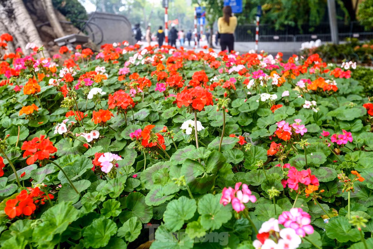 br/> Mảng màu đơn điệu được thay bằng khu vực đa sắc màu.