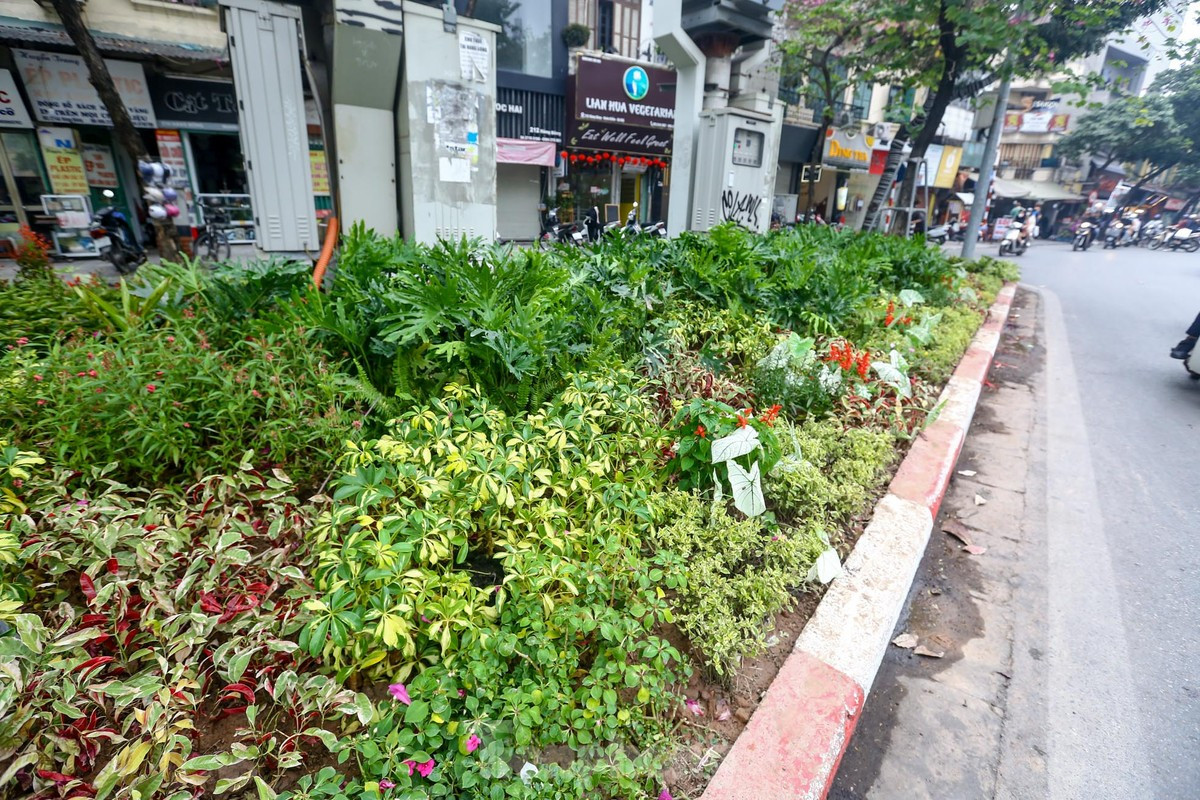 br/> Thảm hoa tươi mới sau khi được "thay áo"