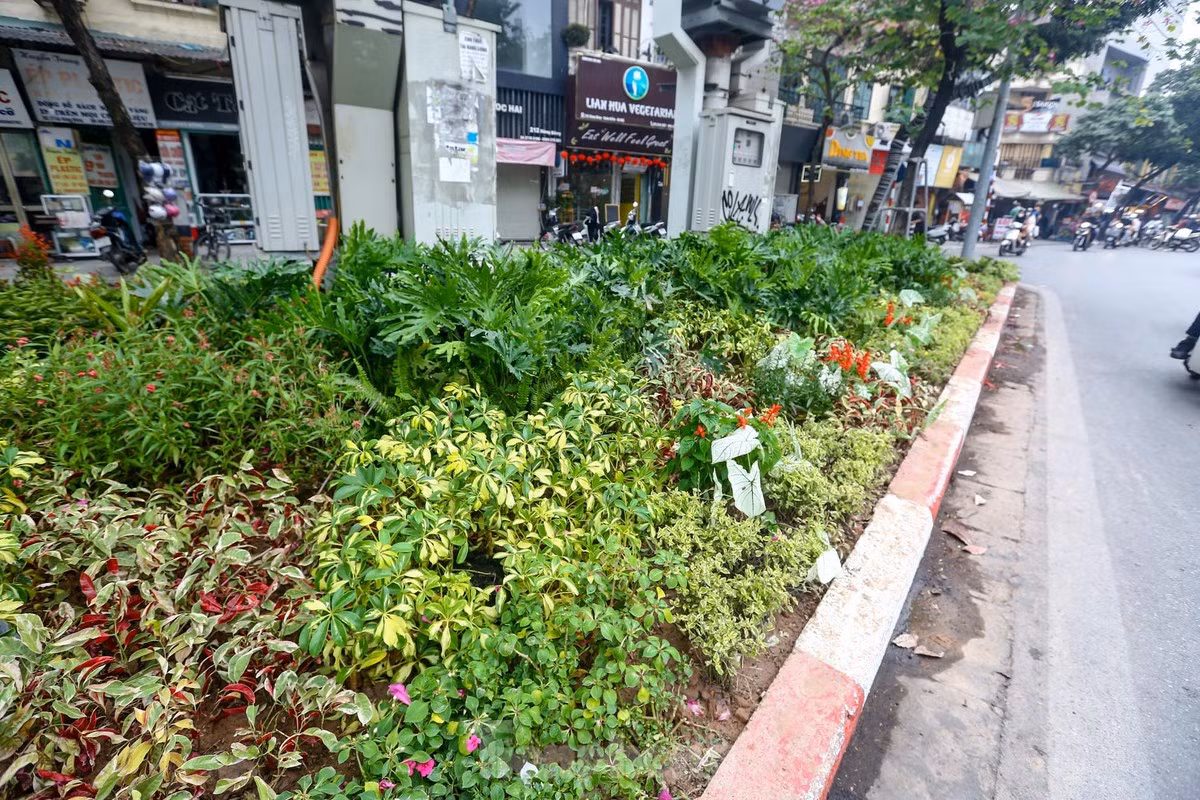 br/> Thảm hoa tươi mới sau khi được "thay áo"