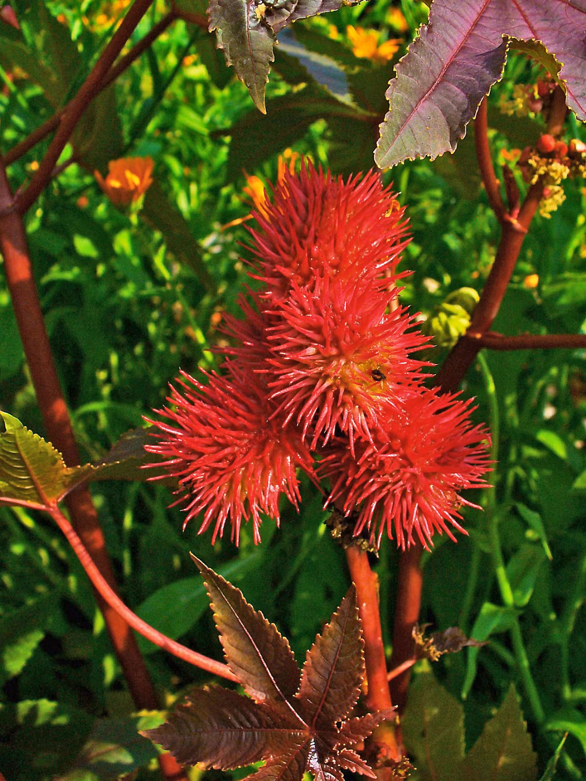 8. Ricin: Ricin là một chất độc hại, một lectin tự nhiên có trong hạt giống của cây thầu dầu. Một liều lượng bằng hạt muối ăn có thể giết chết được một người. Liều gây chết trung bình của Ricin là 22 microgram cho mỗi kilogram ở người nếu tiếp xúc (tiêm hoặc hít phải). Khi nhiễm phải, Ricin ngăn chặn và ức chế quá trình tổng hợp protein trong cơ thể bằng cách ngăn quá trình lắp ráp các axit amin thành các chuỗi protein. Ricin cũng dễ bị tiêu hóa bởi peptidase. Vì vậy, quá trình gây chết của Ricin không nhanh bằng cách chất độc khác. Ảnh: Cây Thầu dầu.