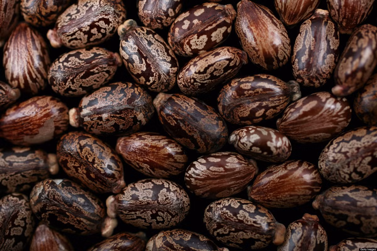 Người Mỹ đã bắt đầu nghiên cứu sản xuất Ricin trong Chiến tranh thế giới 1, nó được xem xét để sử dụng như một lớp phủ cho vỏ đạn. Trong Chiến tranh thế giới 2, Ricin được Mỹ và Canada sử dụng dưới dạng bom chùm. Tuy nhiên, Mỹ đã nhận ra rằng Ricin không hiệu quả bằng Phosgene, nó vẫn được tiếp tục sản xuất sau Chiến tranh thế giới 2 và số lượng giảm dần khi Mỹ tập trung sản xuất vũ khí hóa học hiệu quả hơn là Sarin. Ảnh: Quả cây thầu dầu chứa Ricin.