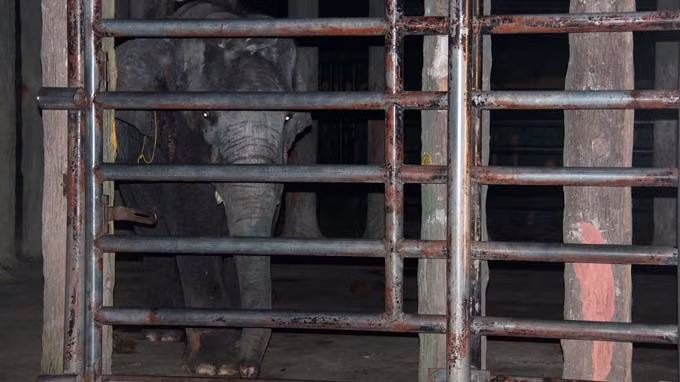 Chú voi K. đã được nhốt sang một chuồng khác để đảm bảo an toàn (ảnh chụp tối 23/12). Ảnh: Bá Sơn.