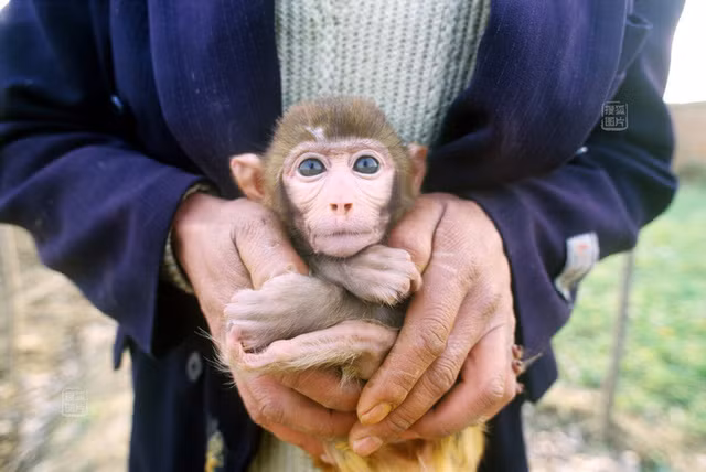Huang Aiqing bế trên tay chú khỉ nhỏ vừa tròn 1 tháng tuổi. Gia đình anh cực kỳ yêu quý và không bao giờ ngược đãi những người bạn động vật này. Nếu những chú khỉ không may bị thương khi biểu diễn, Huang Aiqing sẽ rất lo lắng và tìm mọi cách để chữa trị những vết thương, thậm chí không ngại tốn tiền đem chúng đến gặp các bác sĩ thú y.