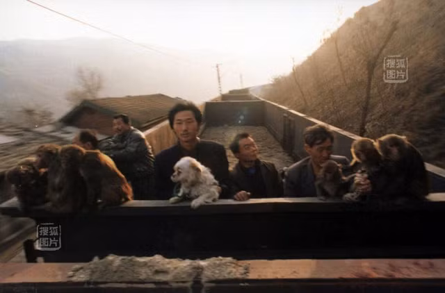 Đã có không ít người mang khỉ đi biểu diễn rong bị cảnh sát, công an bắt giữ và kết tội buôn bán, vận chuyển trái phép động vật hoang dã chỉ vì không có giấy tờ chứng nhận về các con vật này. Nhưng ở Hà Nam, Trung Quốc, hình ảnh khỉ biểu diễn trên đường phố đã xuất hiện từ hàng trăm năm nay và chúng trở thành một hình ảnh đặc trưng, thậm chí còn là một di sản văn hóa phi vật thể của TQ được công nhận năm 2008. Ảnh: Lao Yang và những chú khỉ trên chuyến xe trở về quê năm 2003.