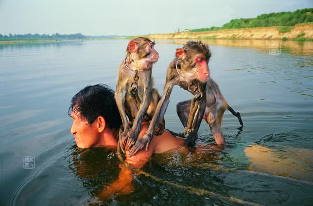 Bức ảnh chụp năm 2004: Lao Yang cõng hai chú khỉ và lội qua một con sông. Ông lão và bà vợ của ông kiếm sống nhờ những chú khỉ này, bởi vậy họ luôn chăm sóc và rất yêu quý chúng.