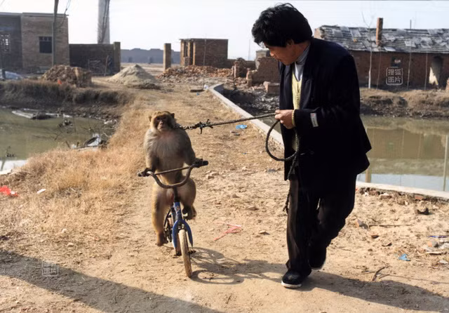 Theo Baidu, Huang Aiqing cho biết, những chú khỉ luôn được yêu quý và tôn trọng trong gia đình của anh và anh ta thề sẽ chăm sóc tốt cho chúng, coi chúng như những người bạn, không bao giờ bỏ rơi chúng cho tới khi chúng chết già.