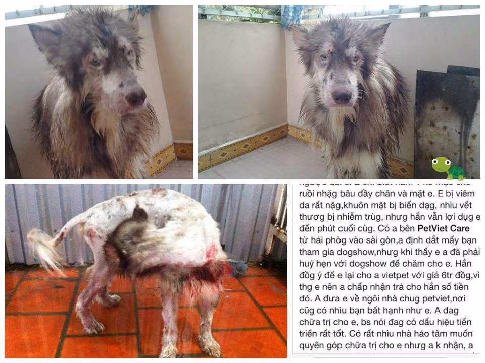 Hình ảnh chú chó tội nghiệp bị chủ ngược đãi vì không còn khả năng kiếm được tiền từ việc cho đi phối giống.