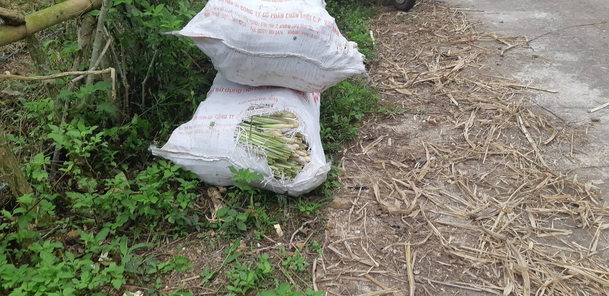 “Cay lam giau” chi con 2.000 dong/kg, dan xu Muong mac cho co moc