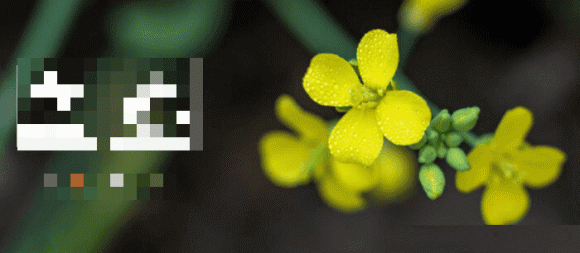 Dau xuan kieng ky nhung gi? 