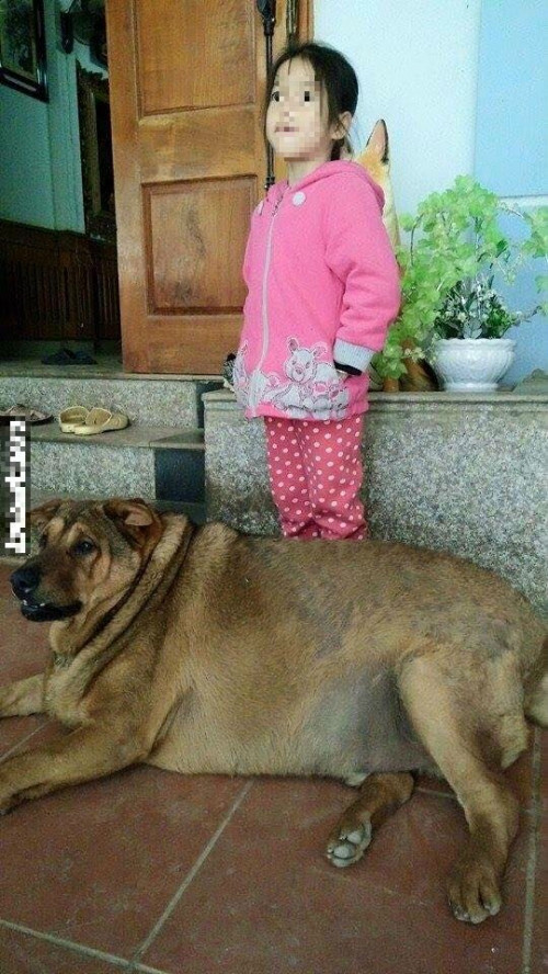 Kinh ngạc chú chó nặng 70kg ở Cao Bằng - Ảnh 4 Kinh ngạc chú chó nặng 70kg ở Cao Bằng - Ảnh 4