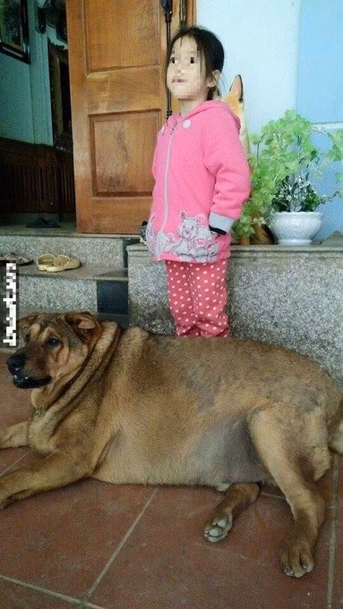 Kinh ngạc chú chó nặng 70kg ở Cao Bằng - Ảnh 4