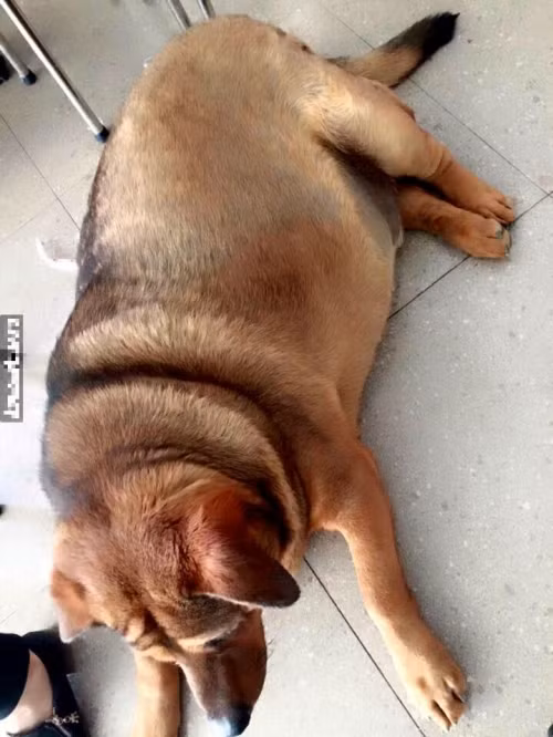 Kinh ngạc chú chó nặng 70kg ở Cao Bằng - Ảnh 3