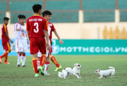 Cầu thủ U19 bị chó cắn giữa trận bóng ảnh 1