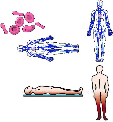 Quá trình này xảy ra trong vòng 6 đến 12 giờ. Những vết bầm này giúp pháp y xác định được vị trí ban đầu của cơ thể sau khi chết.