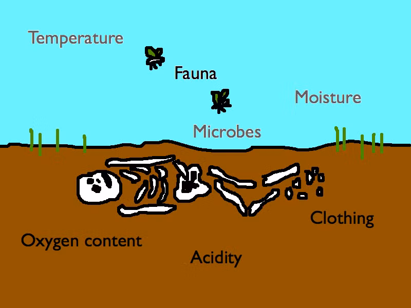 Tiếp theo là quá trình thối rữa. Lúc này, vi khuẩn, nấm, động vật nguyên sinh bắt đầu di chuyển trong cơ thể; côn trùng và sinh vật cũng hoạt động hết sức tích cực.