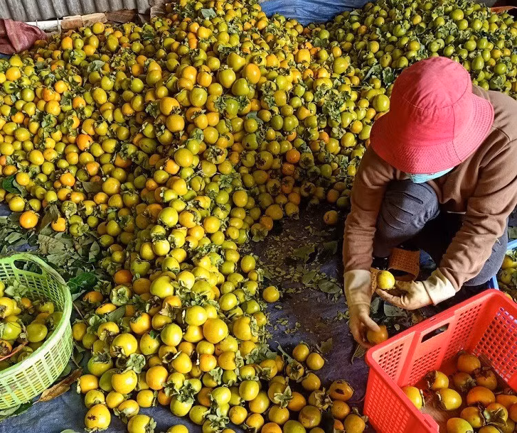 Khoi nghiep voi hong treo gio, nguoi phu nu thu ve tren 400 trieu /vu-Hinh-2