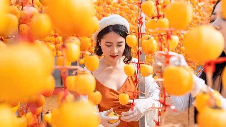 Khoi nghiep voi hong treo gio, nguoi phu nu thu ve tren 400 trieu /vu-Hinh-4