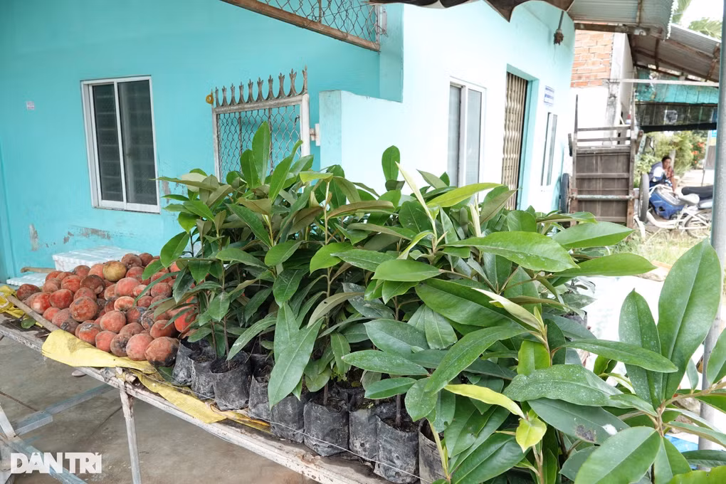 Trồng giống đào lạ, người phụ nữ ở Sóc Trăng kiếm trăm triệu mỗi năm - Hình 3 Trong giong dao la, nguoi phu nu o Soc Trang kiem tram trieu moi nam-Hinh-3