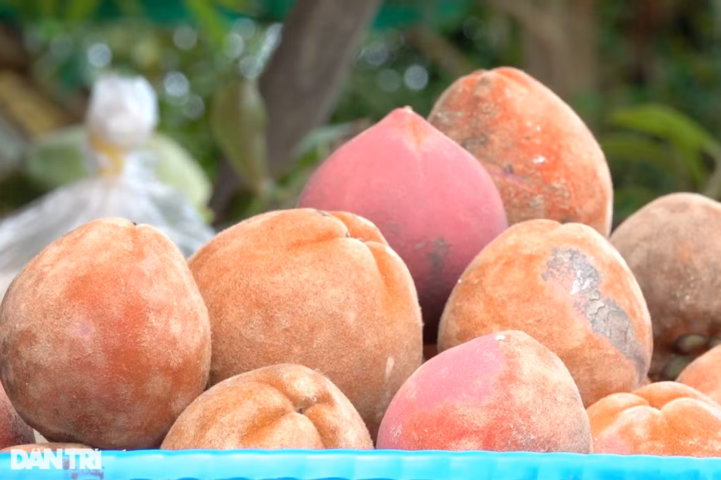 Trồng giống đào lạ, người phụ nữ ở Sóc Trăng kiếm trăm triệu mỗi năm - Hình 2 Trong giong dao la, nguoi phu nu o Soc Trang kiem tram trieu moi nam-Hinh-2