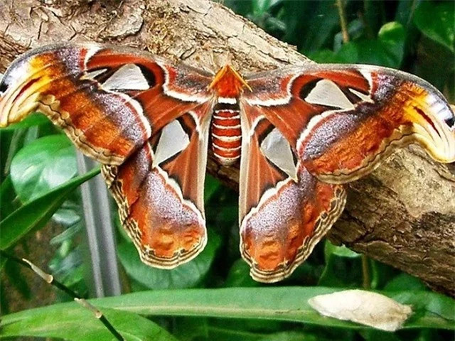 Loài bướm lớn nhất thế giới được xếp vào Sách Đỏ Việt Nam ảnh 3 Loài bướm lớn nhất thế giới được xếp vào Sách Đỏ Việt Nam ảnh 3