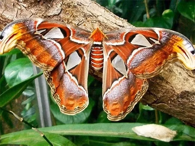 Loài bướm lớn nhất thế giới được xếp vào Sách Đỏ Việt Nam ảnh 3