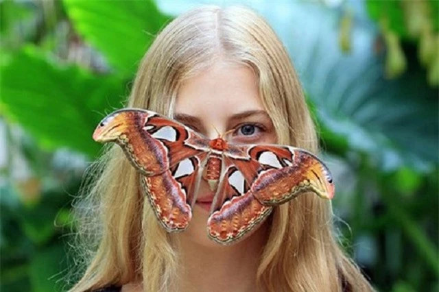 Loài bướm lớn nhất thế giới được xếp vào Sách Đỏ Việt Nam ảnh 2 Loài bướm lớn nhất thế giới được xếp vào Sách Đỏ Việt Nam ảnh 2