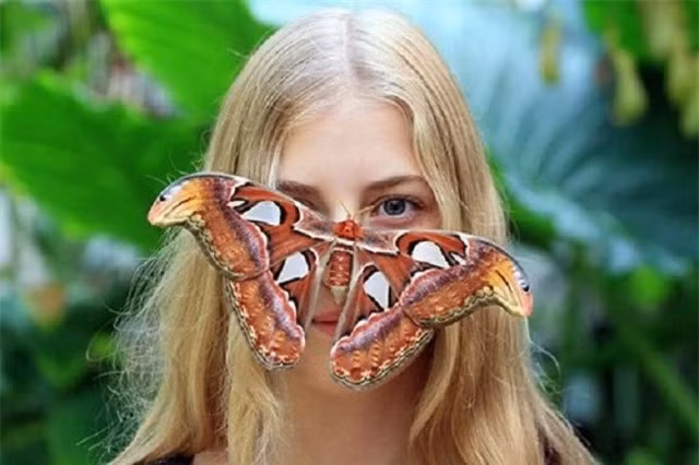 Loài bướm lớn nhất thế giới được xếp vào Sách Đỏ Việt Nam ảnh 2