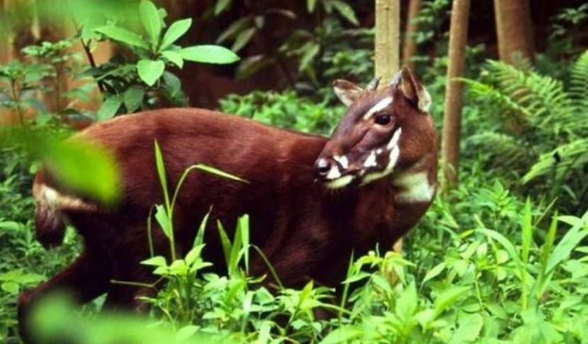 3 loài động vật với bộ gen độc nhất vô nhị chỉ có ở Việt Nam - Hình 3 3 loai dong vat voi bo gen doc nhat vo nhi chi co o Viet Nam-Hinh-3