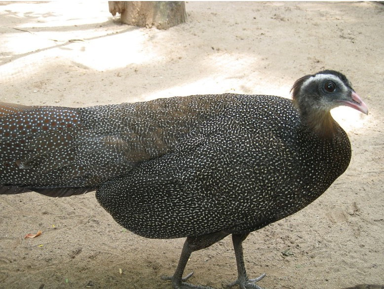 3 loài động vật với bộ gen độc nhất vô nhị chỉ có ở Việt Nam - Hình 2 3 loai dong vat voi bo gen doc nhat vo nhi chi co o Viet Nam-Hinh-2