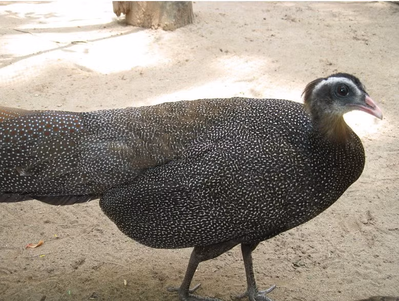 3 loai dong vat voi bo gen doc nhat vo nhi chi co o Viet Nam-Hinh-2