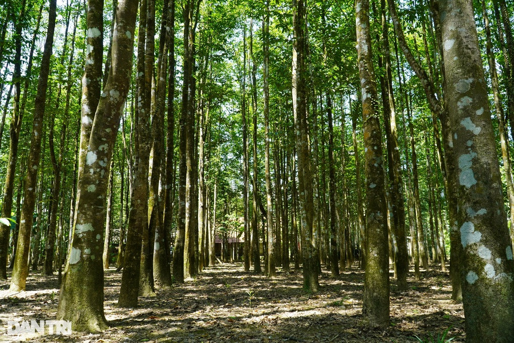 Xa mien nui thu gan 100 ty dong moi nam tu cay do tram